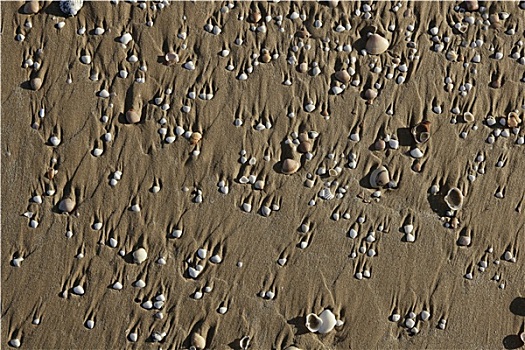 海滩,沙子,纹理,蛤蜊,壳