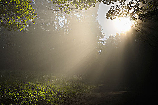 太阳,发光,树林,林中空地,莱茵兰普法尔茨州,德国