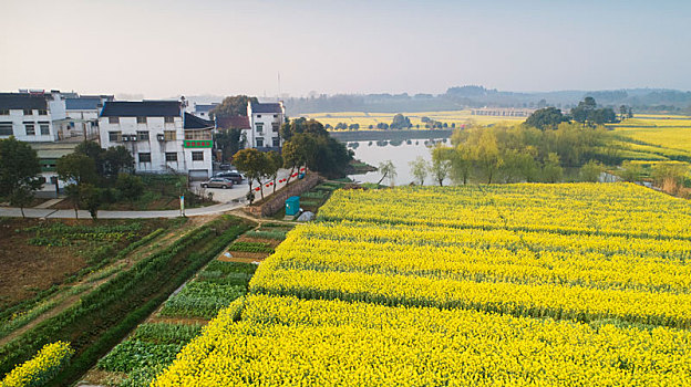 江苏南京,航拍桠溪,国际慢城,万亩油菜花海