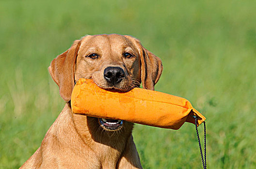 拉布拉多犬,雌性,狗,拿着,橙色,训练,嘴