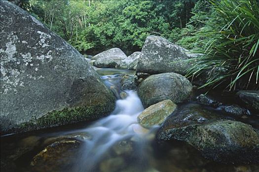 雨林,河流,国家公园,新南威尔士,澳大利亚,大洋洲