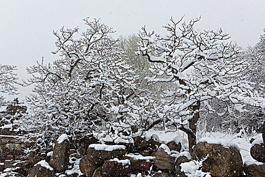 贺兰山雪景