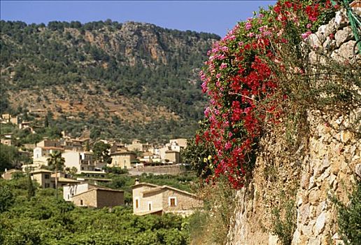 花,石墙,马略卡岛,西班牙