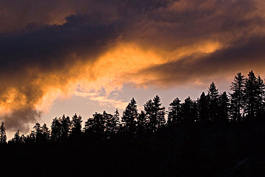 树,日出,靠近,太浩湖,加利福尼亚