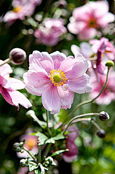 苍白,粉色,日本银莲花
