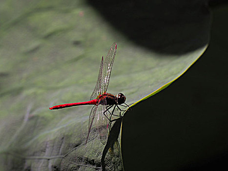 红色,蜻蜓