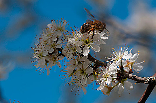 昆虫,授粉,花