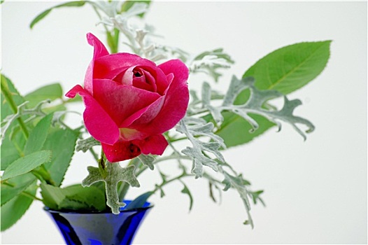 玫瑰,花瓶