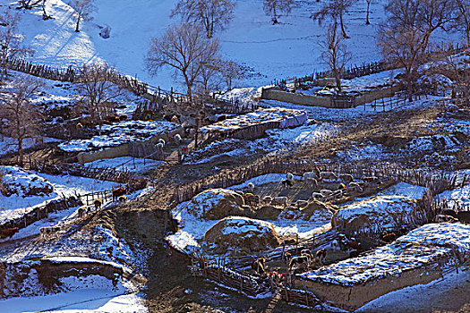 承德,坝上,草原,雪景,冬天,寒冷,树林,白桦树,原野,宽阔,开阔,白色,阳光,北国风光,牧场,冷清,安静,寂寞,睡