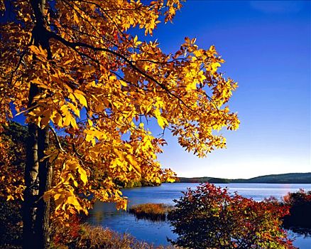 黄色,桦树,秋天,州立公园,纽约