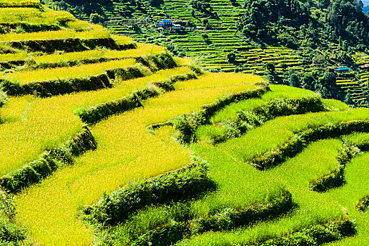 农业,风景,绿色,稻米梯田,大麦,地点,山谷,地区,尼泊尔,亚洲