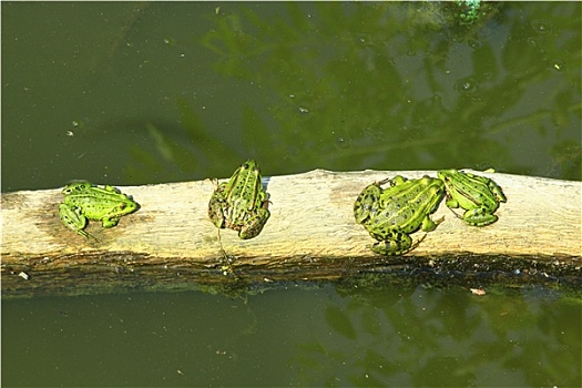 四个,青蛙,坐,排