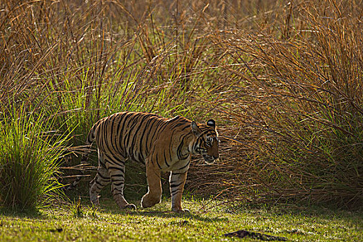 孟加拉,印度虎,虎,走,伦滕波尔国家公园,拉贾斯坦邦,印度,亚洲