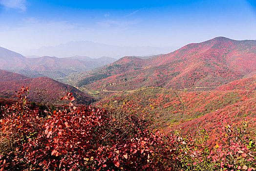 满山红叶