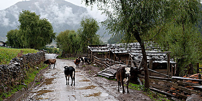 牛,乡村,山谷,不丹