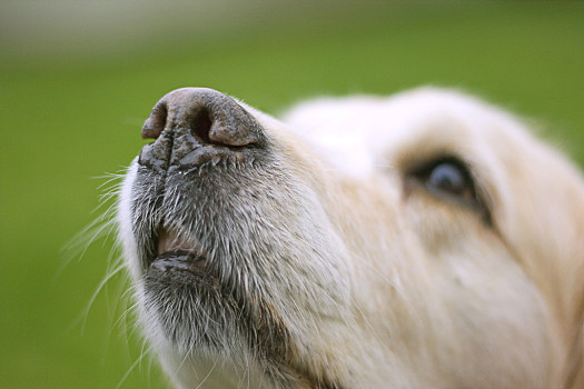 猎犬鼻子看法图片