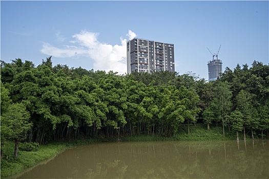 羊城广州夏天天河公园绿树与小桥湖水