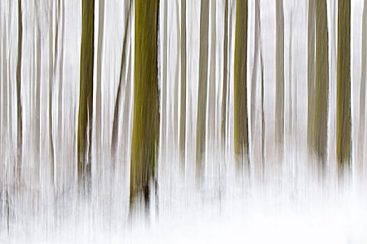 冬日树林,抽象,风景,黑森州,德国,欧洲