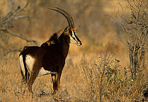 羚羊,克鲁格国家公园,南非,非洲