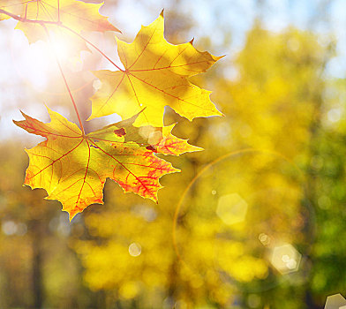 黄色,红枫,叶子,秋天,晴朗,蓝天