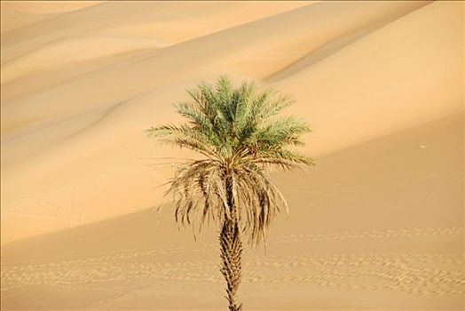 海枣,棕榈树,正面,沙丘,绿洲,利比亚
