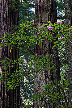 美国,加利福尼亚,红杉,北美红杉,杜鹃花属植物,国家,州立公园