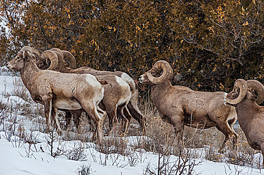 牧群,大角羊,黄石公园,国家公园