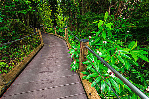 小路,夏威夷热带植物园,哈玛库亚海岸,夏威夷大岛,夏威夷,美国,大幅,尺寸