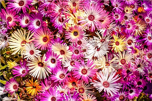 可食用,花,紫罗兰,彩色