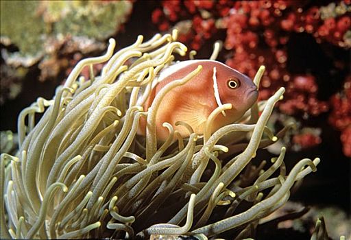 粉红海葵鱼,海葵,共生现象,水下拍摄,印度洋