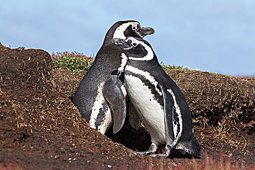 麦哲伦企鹅,小蓝企鹅,一对,巢穴,南美,福克兰群岛