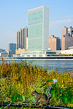 松鼠,前景,岛屿,市中心,天际线,联合国大楼,曼哈顿,纽约,美国
