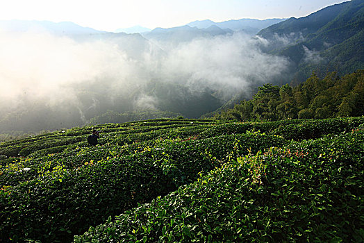 山,树林,雾气,云海,氤氲,绿色,树木,乡村