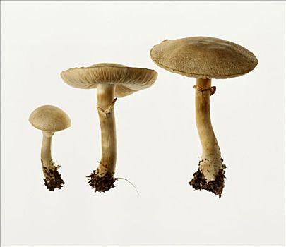 三个,蘑菇