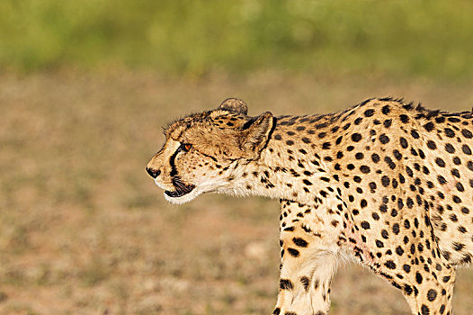 印度豹,猎豹,亚成体,女性,血,口鼻部,身体,卡拉哈里沙漠,卡拉哈迪大羚羊国家公园,南非,非洲