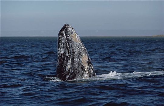 灰鲸,北下加利福尼亚州,墨西哥