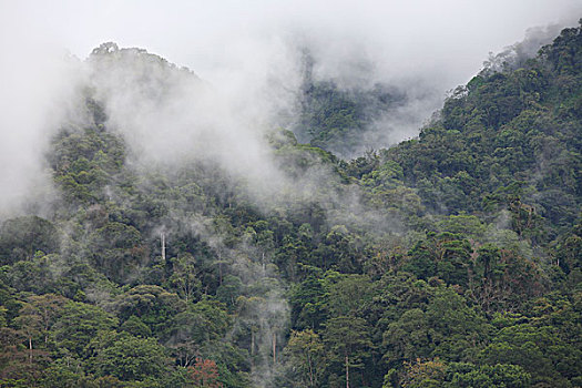 热带森林,湖,苏门答腊岛,印度尼西亚