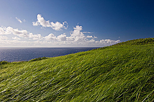 草地,南,尾端,毛伊岛,夏威夷,美国