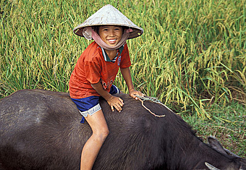 亚洲,越南,湄公河三角洲,越南人,男孩,骑,水牛,稻田