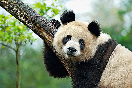 大熊猫,栖息,树,俘获,成都,研究,饲养,熊猫,四川,中国,亚洲