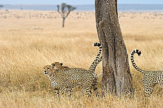 印度豹,猎豹,闻,树,马赛马拉,肯尼亚,非洲