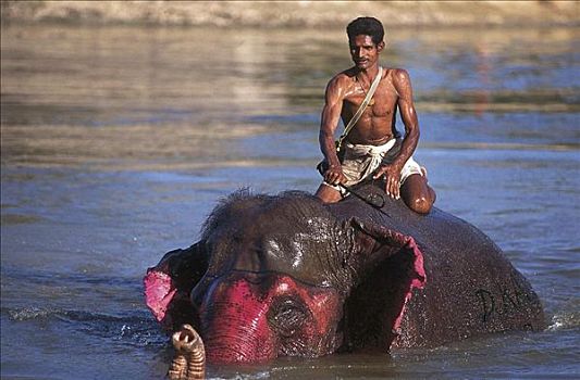 大象,哺乳动物,尼泊尔,河,亚洲,动物
