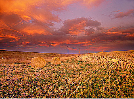 干草包,日落,艾伯塔省,加拿大