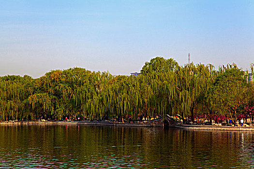 春天的湖泊和湖畔的柳树