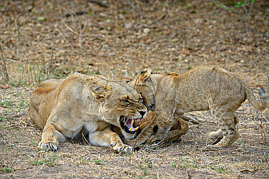 雌狮,狮子,女性,进食,幼仔,愤怒,赞比西河下游国家公园,赞比亚,非洲