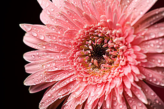 一朵粉红色菊花,特写