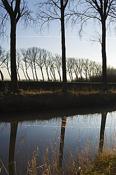 反射,树,水中,西佛兰德省,比利时