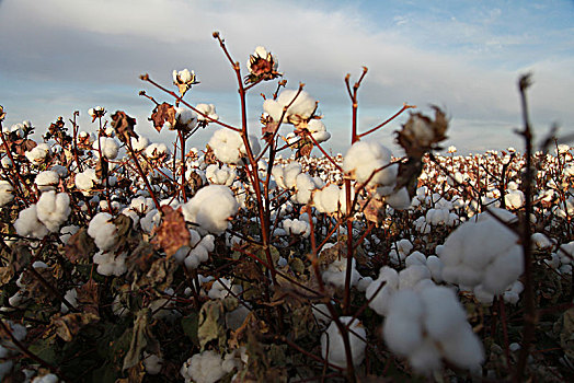 新疆哈密,好棉花丰收,大地一片雪白