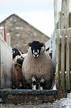 绵羊,足浴,帮助,预防,脚,北约克郡,英格兰