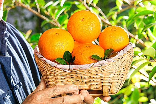 手上端着一篓新鲜采摘的果冻橙